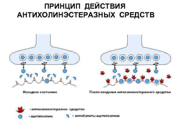 Блекспрут рабочее зеркало 1blacksprut me